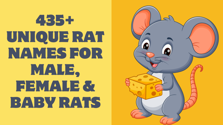 435+ Unique Rat Names for Male, Female & Baby Rats